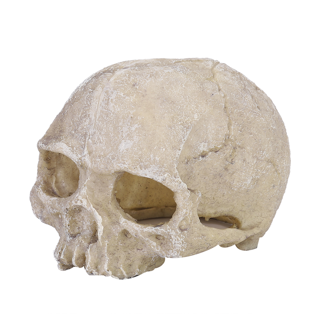 Resin Simulated Head Bone Skul - Aquarium Fish Hide review and price