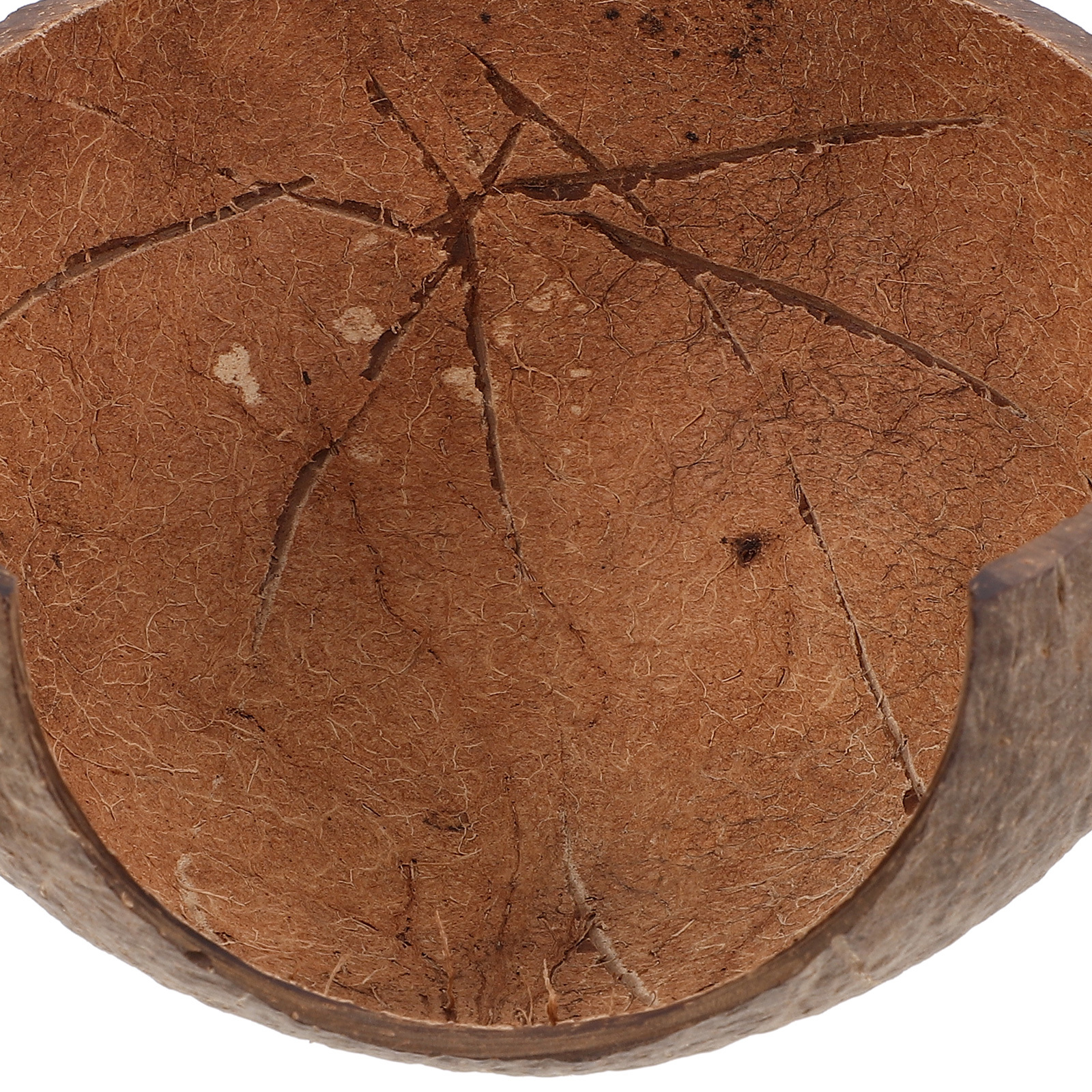 Coconut Shell Hideout Reptile  - Aquarium Fish Hide review and price