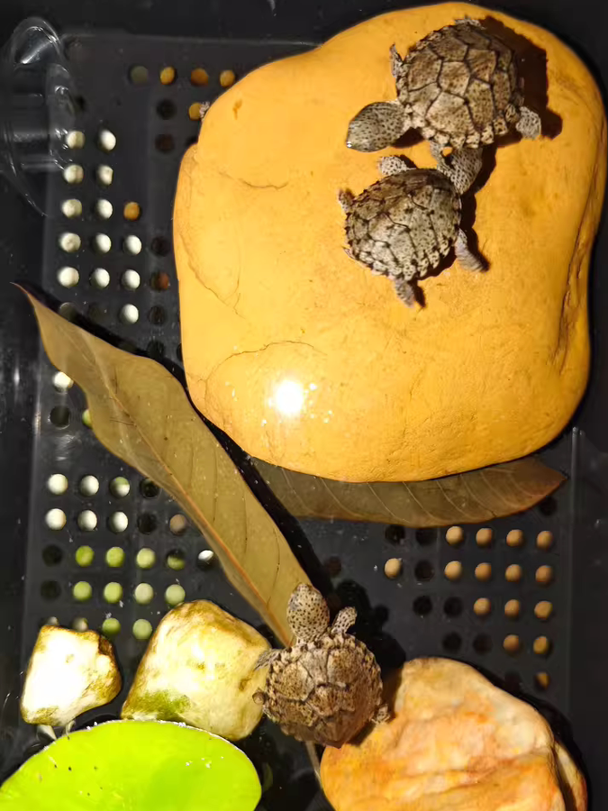 Natural Yellow Wax Stone Turtl - Aquarium Fish Yellow review and price
