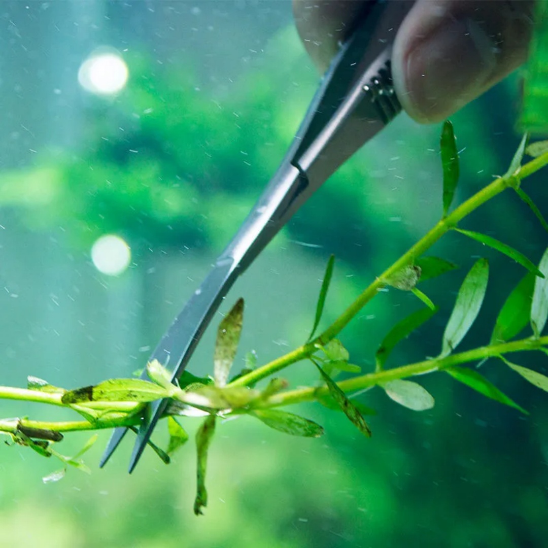 Curved Straight Spring Scissor - Algae Scraper Blade review and price